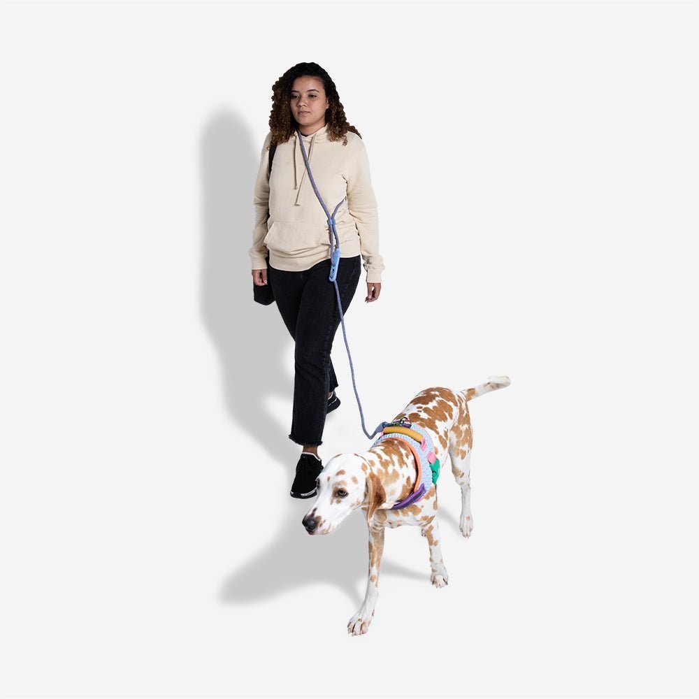 Andromeda | FlexiWalk Leash - Image 4